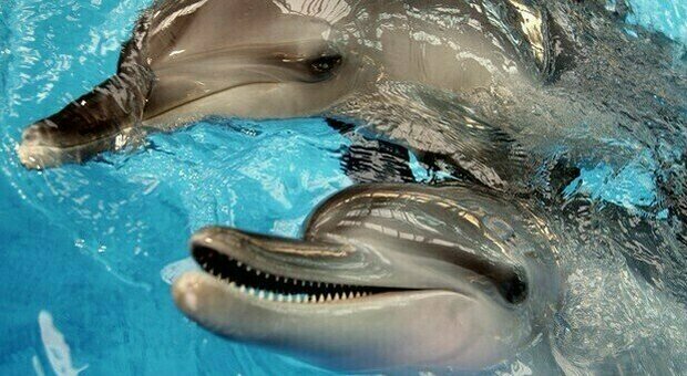 Rimini, delfini maltrattati: confermate una condanna e un'assoluzione. Lav: «Valutiamo ricorso»