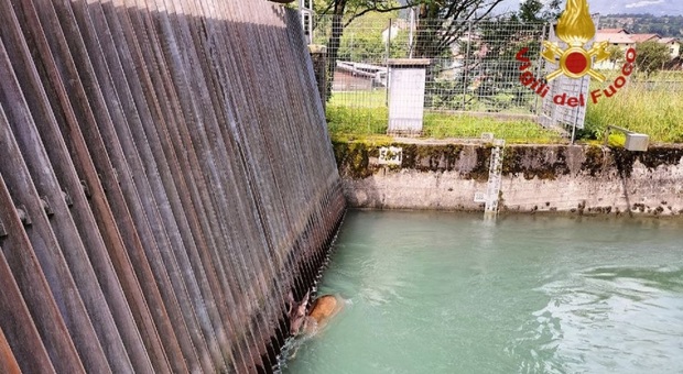 Nella foto dei Vigili del fuoco la cerva bloccata nel canale d'acqua