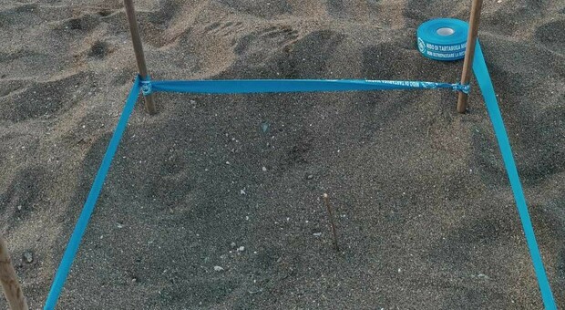 Scoperto un nuovo nido di tartaruga sul litorale di Lucrino