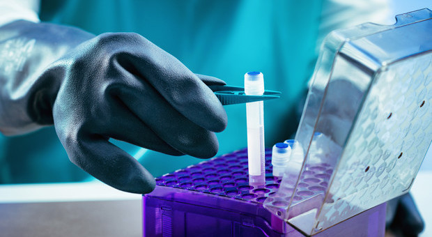 Staminali, scoperto gene chiave per la medicina rigenerativa di tessuti e organi
