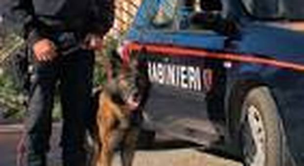 Il cane antidroga dei carabinieri