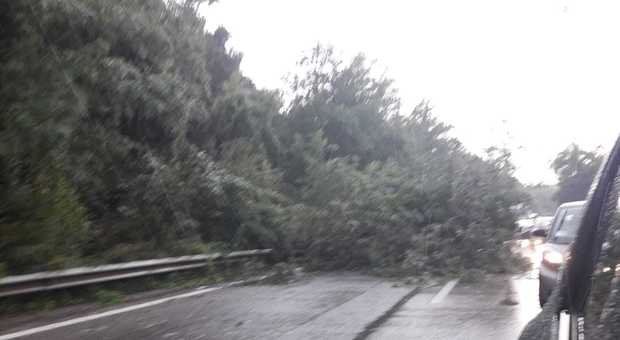 Nuovo temporale a Roma, albero cade su un'auto sulla Cassia Bis: traffico in tilt e strade allagate