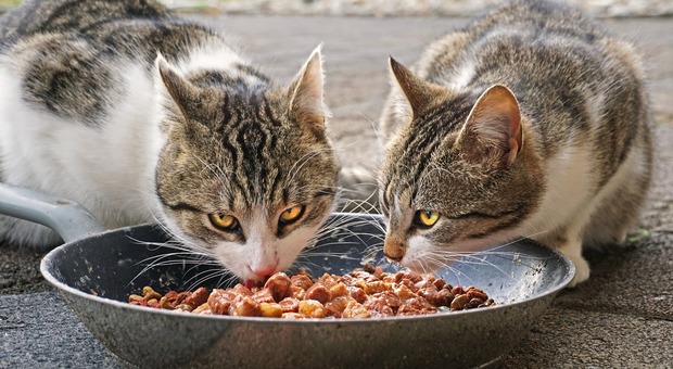 Caro vita, donna costretta a mangiare cibo per gatti per risparmiare per il pranzo di Natale