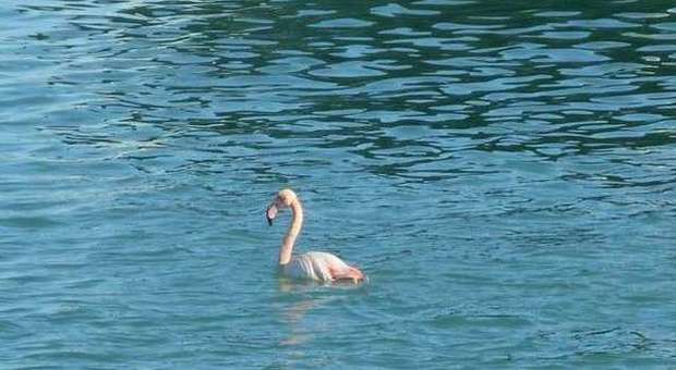 Civitanova, un fenicottero rosa immortalato nelle acque del porto