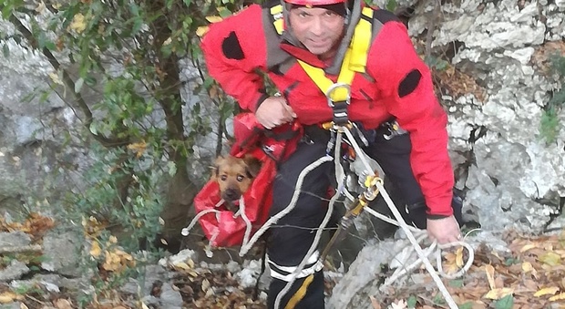 Cagnolino nel dirupo profondo 50 metri: salvato dai vigili del fuoco