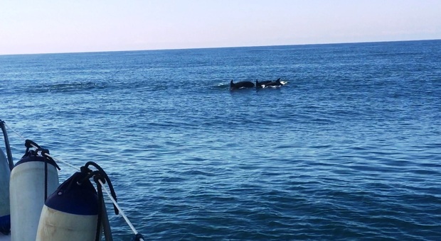 Emozione a Fiumicino, tornano i delfini: «Mai visti così tanti insieme»
