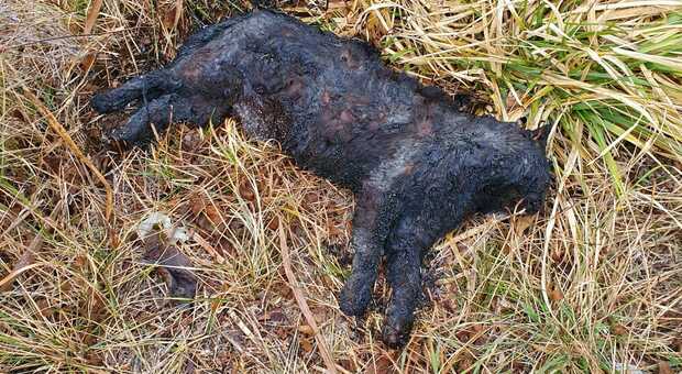 Gatto bruciato in un campo, gli animalisti:« Vogliamo sapere chi è stato»