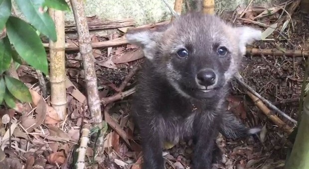 Brasile, doppio fiocco allo zoo: nati due cuccioli di lupo rosso. Consultazioni online per scegliere i nomi