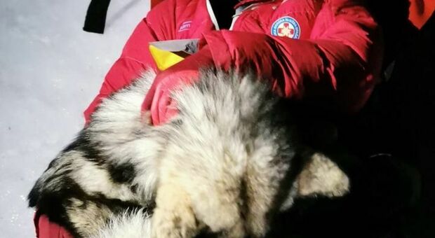 Un cane salva un alpinista ferito tenendolo al caldo con il suo corpo per 13 ore