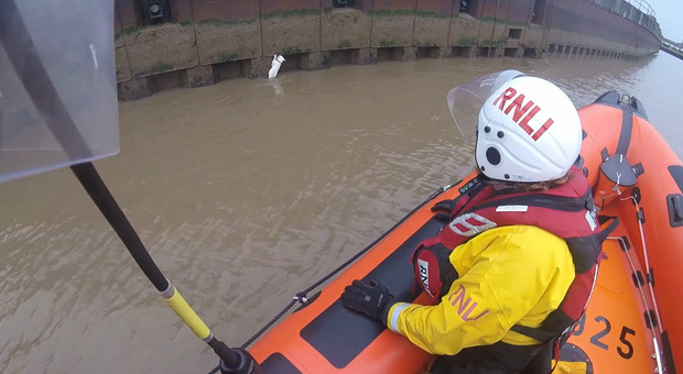 Gatto cade nel fiume: la Royal National Lifeboat salva il piccolo Ghiacciolo