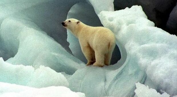 Orsi polari a rischio morte per fame: bloccati sulla terraferma non possono cacciare le foche. Gli effetti del cambiamento climatico