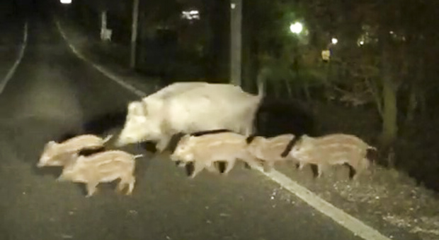 Cinghiali attraversano la strada di notte