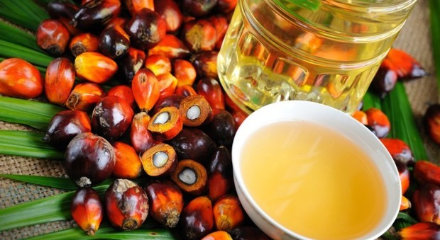 "L'olio di palma fa bene": dietrofront della scienza sul prodotto