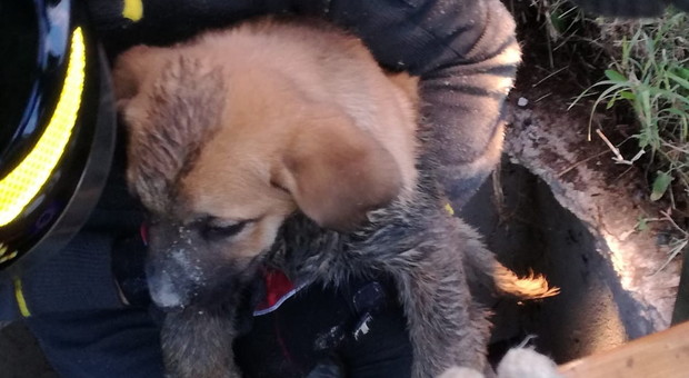 Roma, i pompieri salvano un cucciolo di cane caduto in un pozzo