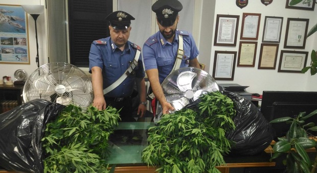 Le piange di marijuana sequestrate dai carabinieri