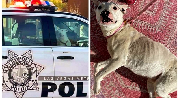Ghost, il cane abbandonato nel deserto del Nevada (immagini social diffuse da Southern Nevada Trapping Team e Go fund me)