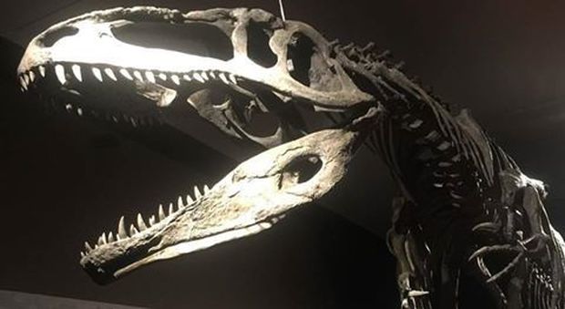 Dinosauri, i giganti dall'Argentina in mostra al Mudec