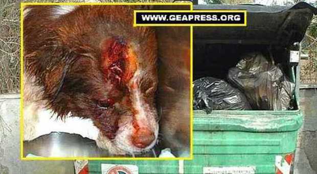 Il cagnolino ferito abbandonato nell'immondizia (Geapress)