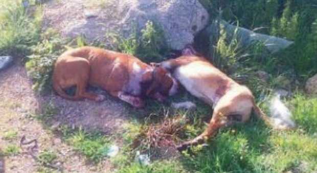 I due cani feriti nel campo (corrieresalentino.it)