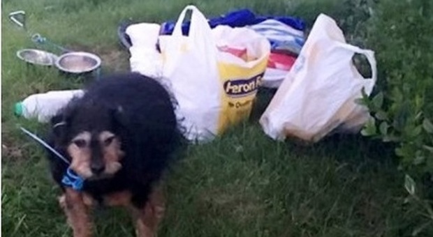 La vicina le affida la cagnolina, lui la abbandona in un prato: "Non mi serve" (Metro.co.uk)
