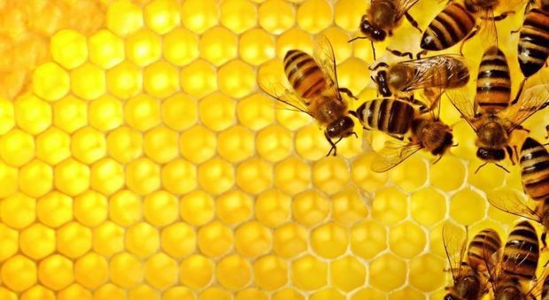 Freddo e maltempo, azzerata la produzione di miele. Appello della Cia