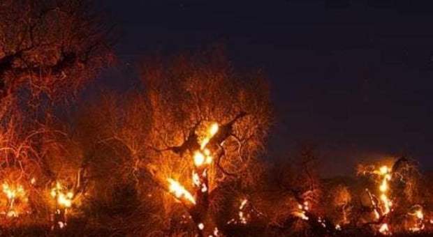 A fuoco alberi d'olivo malati di xylella: indagano i carabinieri