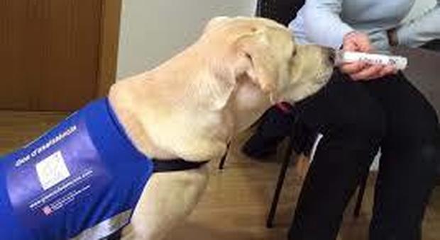 Cani annusa Covid: possono individuare il virus prima che compaiano i sintomi
