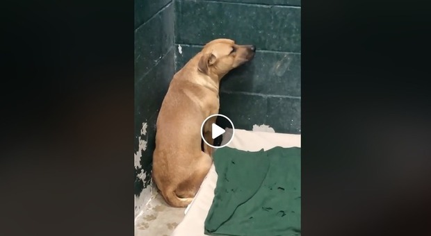 Cane abbandonato dai padroni: il video di Coby terrorizzato contro il muro commuove il web