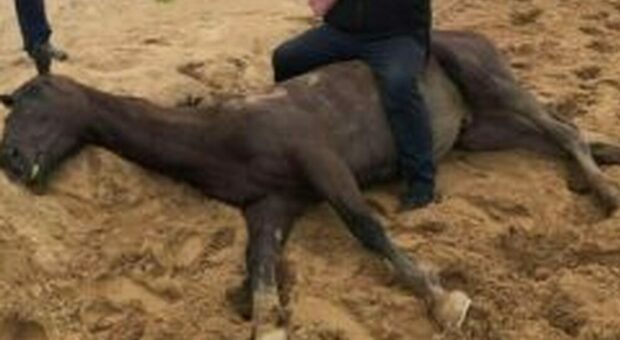 La foto di un rinomato allenatore di cavalli da corsa seduto su un equino senza provoca indignazione sul Web