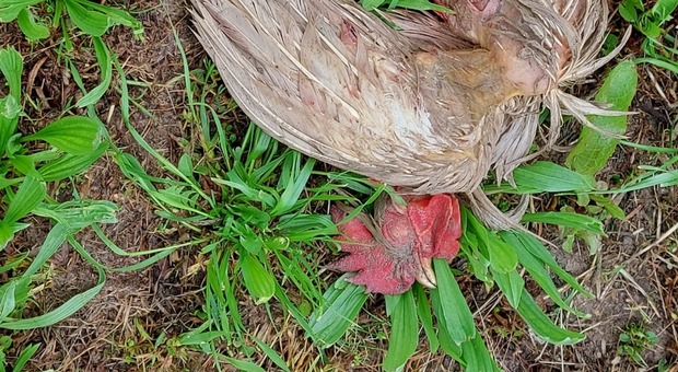 Una delle galline sventrate dalle volpi all’interno dell’azienda agricola Manlio della Frattina a Meduna