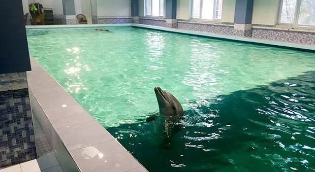 Delfini in hotel? L'incredibile vicenda di due delfini imprigionati nella piscina di un albergo
