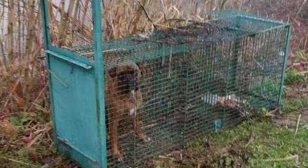 Urbino, cane intrappolato in una gabbia La polizia provinciale cerca i bracconieri