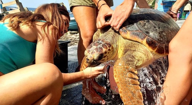 Dika, la grossa tartaruga marina morta dopo la collisione con un motoscafo. (Immag diffuse da Filicudi Wildlife Conservation-Pronto soccorso Tartarughe marine)