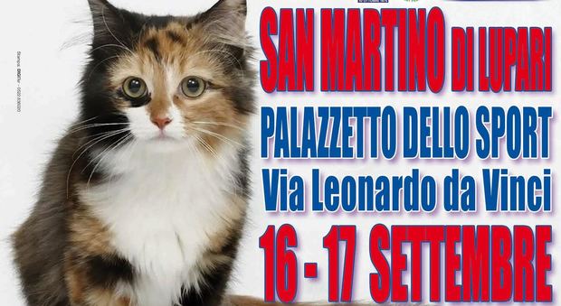 Esposizione internazionale di gatti: in palio il titolo di micio più bello del mondo