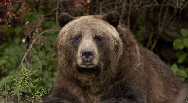 Usa, cacciatore in Montana si salva dal grizzly infilandogli il braccio in gola