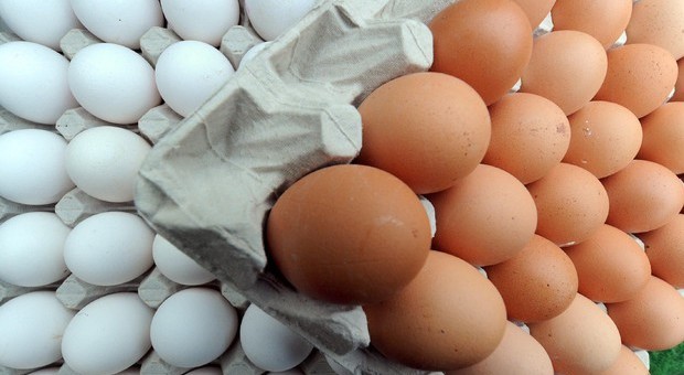 Sequestrati 8 milioni di uova: scadute o di provenienza sconosciuta