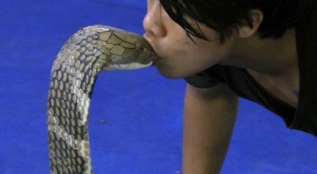 Addestratore thailandese bacia il cobra