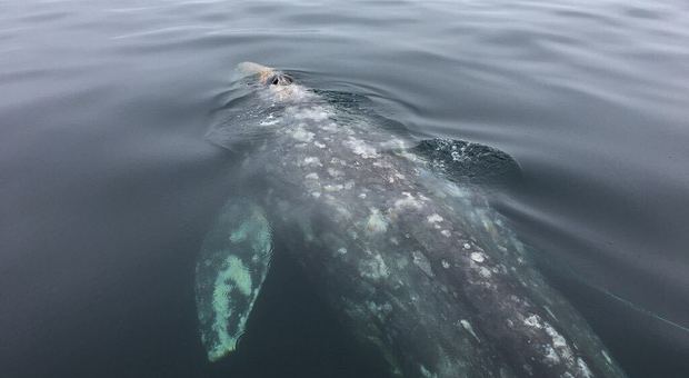 Gigantesca balena intrappolata in una rete da pesca abbandonata: i sub tagliano le corde e la liberano