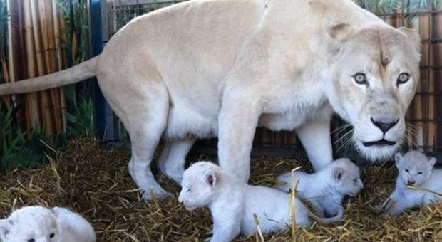 Quattro cuccioli di leone bianco nati nel circo di Magdeburgo: l'evento ha commosso il web