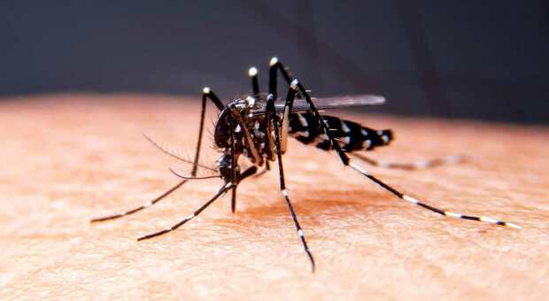 Dengue, nelle Marche non esiste una emergenza. Lo dice il Gores (che però stabilisce delle linee guida da seguire)