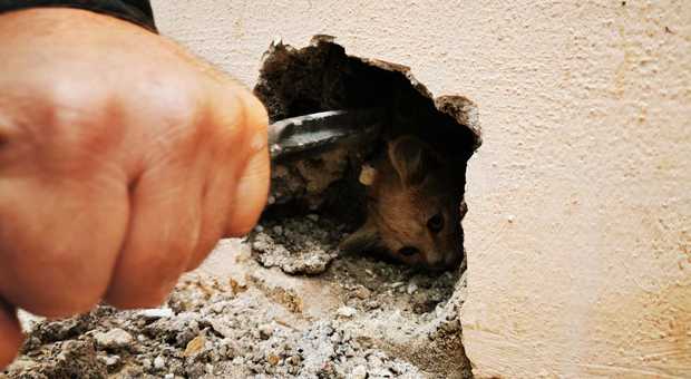 Il gattino non si trova, era imprigionato nel muro di una casa: salvato dai vigili del fuoco