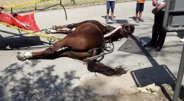 Cavallo morto a Caserta, la Reggia ferma le botticelle. Il sindaco: «Animale non autorizzato al trasporto»