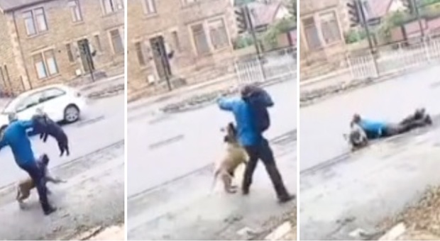 Cagnolino azzannato da un pitbull per strada, dogsitter eroe lo salva così: il video choc