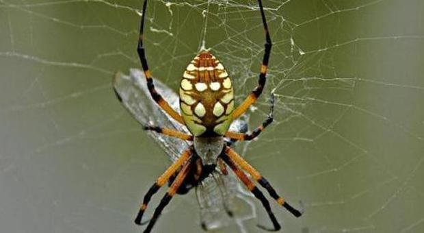 Sesso, il veleno del ragno come il Viagra: "Stimola l'erezione"