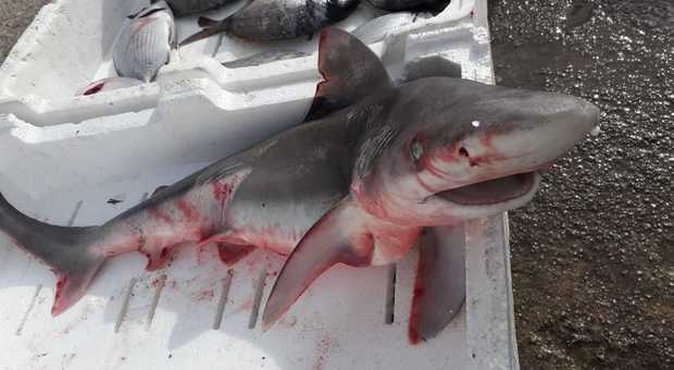 Resta impigliato nelle reti: catturato squalo grigio a Porto Cesareo