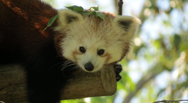 Al Parco Zoo Punta Verde sono arrivati due rari esemplari di Panda Rosso