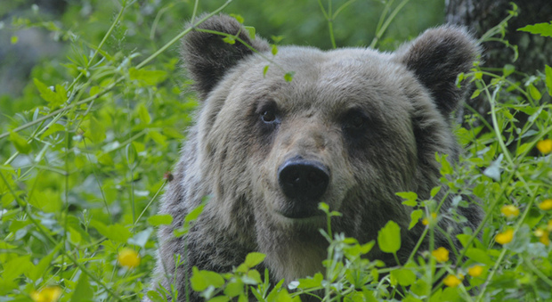 La Slovenia abbatterà 230 orsi per garantire la sicurezza dei cittadini, il ministro: «Misura necessaria»