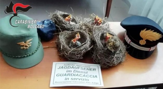 I nidi con gli uccellini sequestrati ai bracconieri (foto Carabinieri Bolzano)