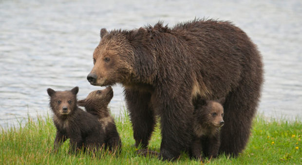 Orso Grizzly, non più razza protetta: negli Usa si riapre la caccia in alcuni stati. Protestano gli animalisti
