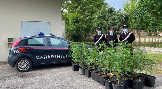 I carabinieri di Papozze con le piante di cannabis sequestrate